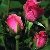 pinkrosegarden